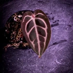 Rare Anthurium carlablackiae